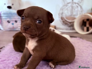 Chihuahua dogs 💕Stunning chihuahua pups 💕 - Advert 7