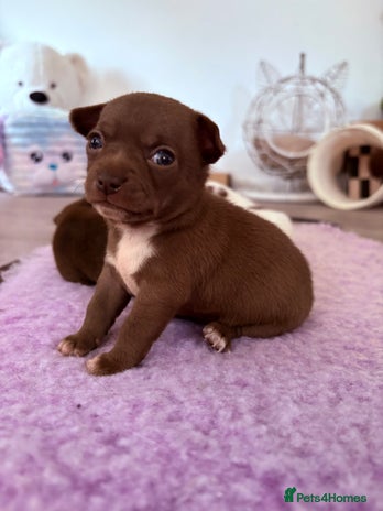 Chihuahua dogs 💕Stunning chihuahua pups 💕 - Advert 16