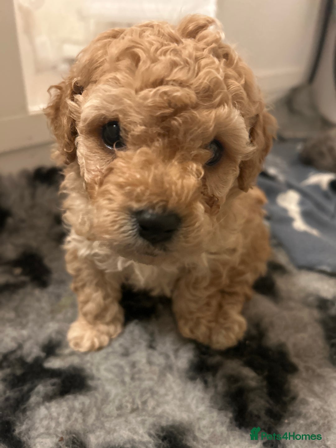 Cavapoochon dogs for sale: Cavapoochons 5 girls 2 boys - Advert 23