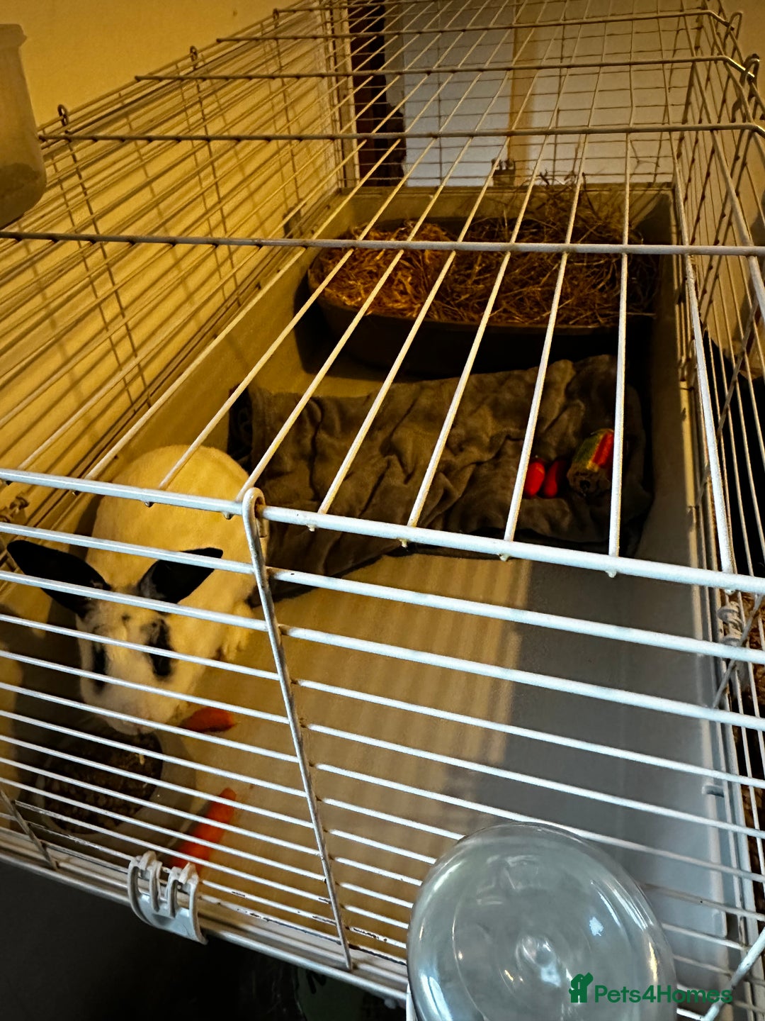 English Lop rabbits for sale: Male rabbit  - Image 2