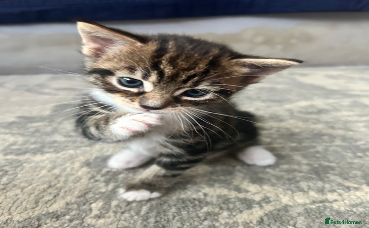 Mixed Breed cats - Advert 15