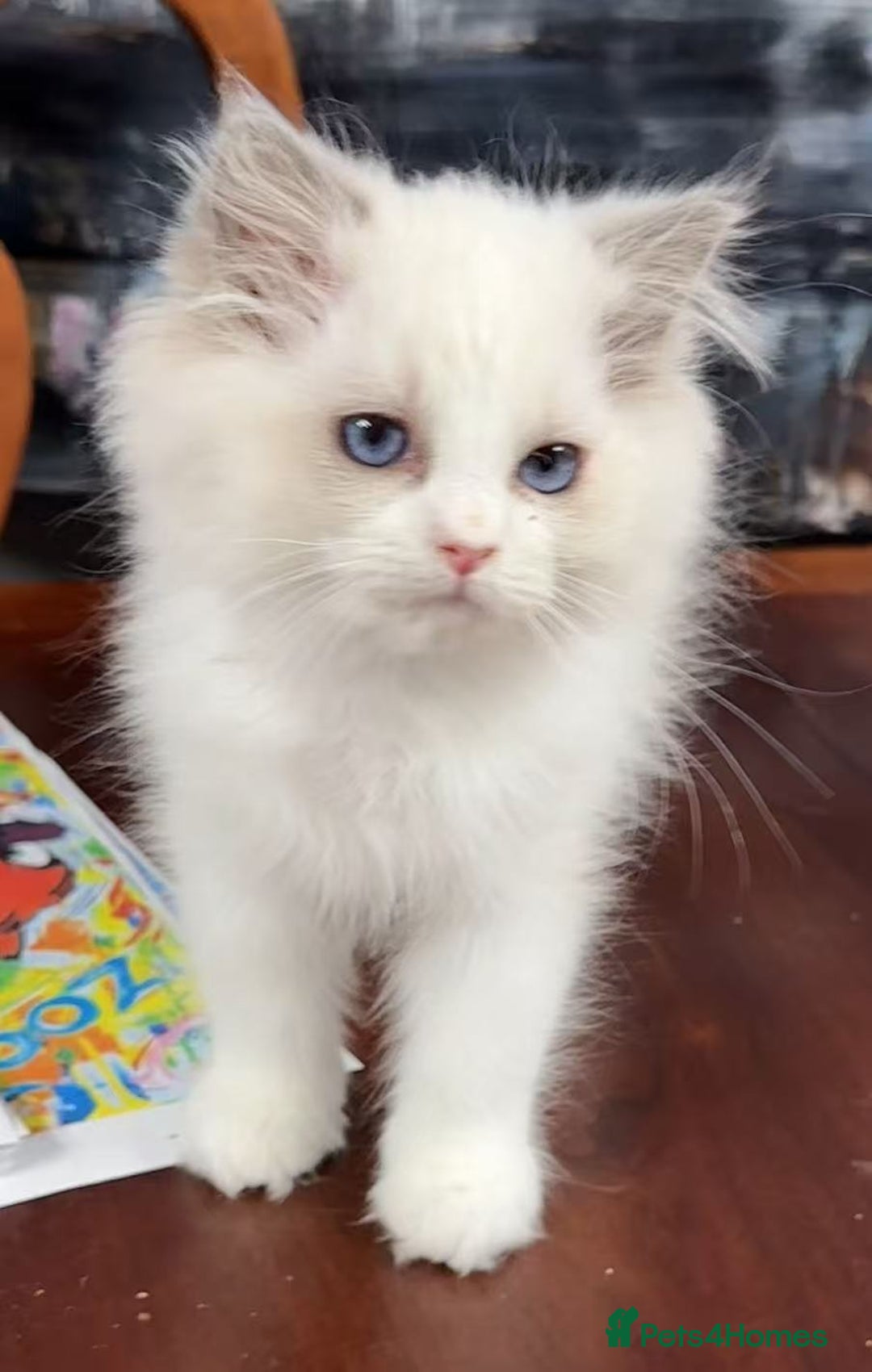 Ragdoll cats for sale: One Ragdoll kitten - Advert 2