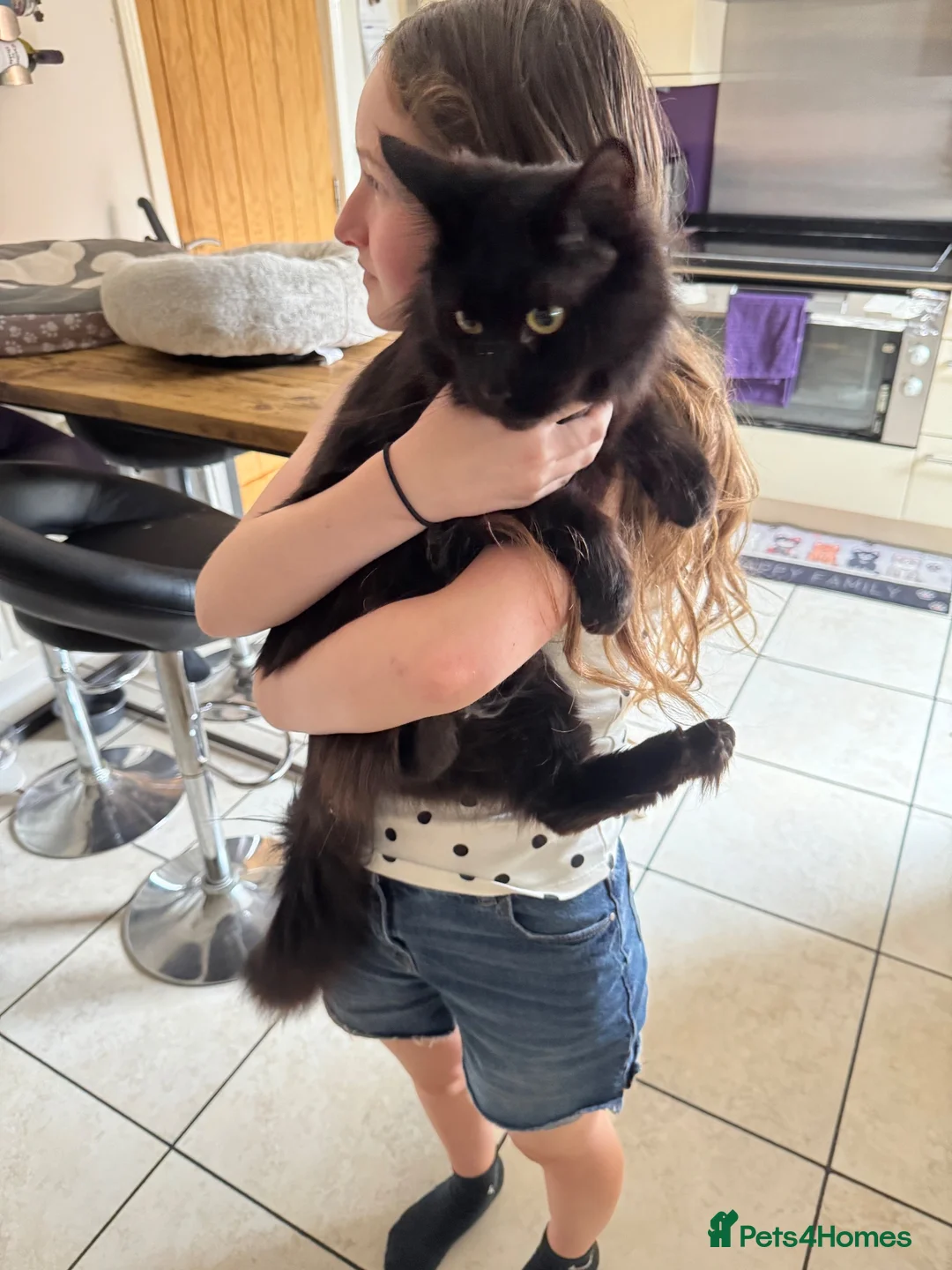 Maine Coon cats for sale: 3/4 Maine Coon kittens  in Ryton - Advert 2
