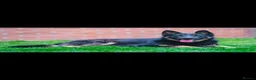 German Shepherd dogs for stud: German Shepherd Stud (proven) in Barnsley - Advert 2
