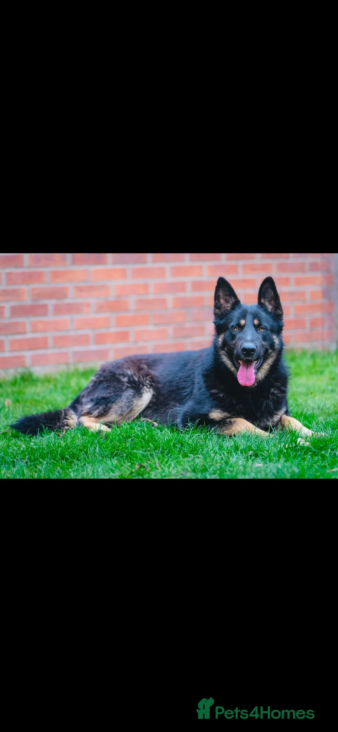 German Shepherd dogs for stud: German Shepherd Stud (proven) in Barnsley - Advert 2