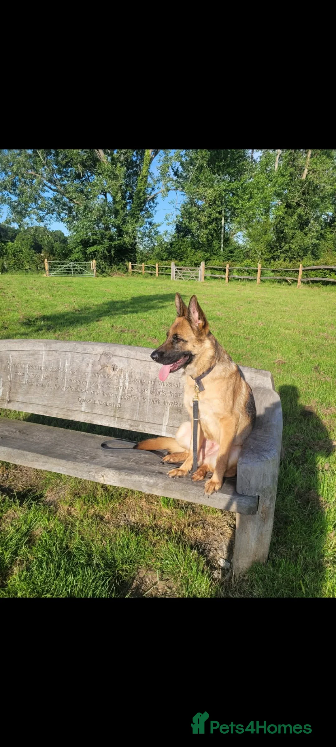 German Shepherd dogs for sale: Luna - 2 Years old  - Advert 3
