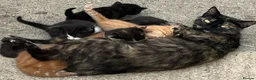 Mixed Breed cats for sale: Litter of kittens for sale  in Wetherby - Advert 2
