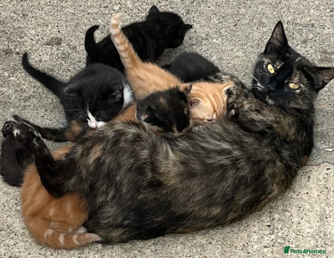 Mixed Breed cats for sale: Litter of kittens for sale  in Wetherby - Advert 2
