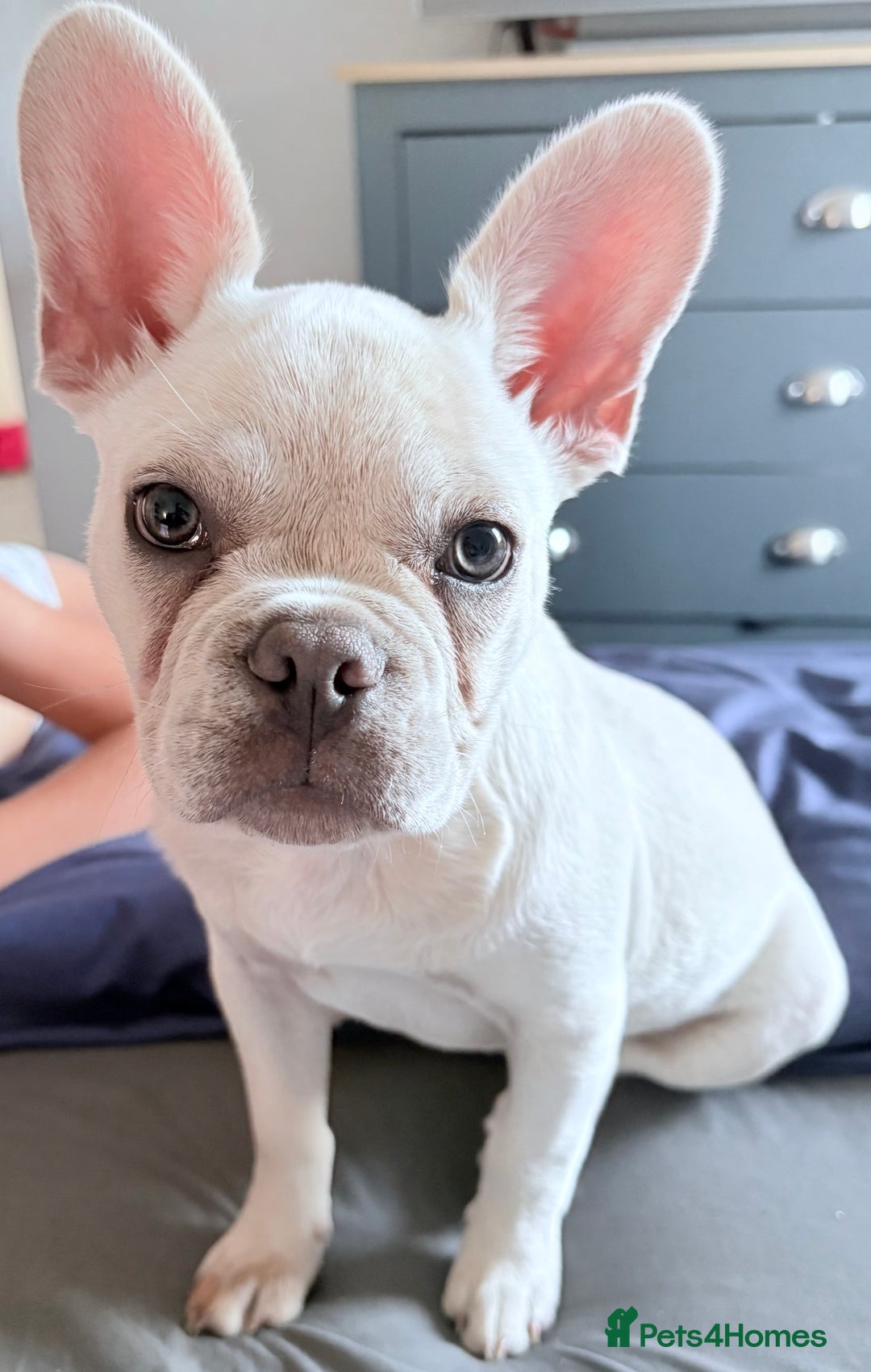 French Bulldog dogs for sale: 6 month old French bulldog - Image 3