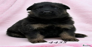 German Shepherd dogs - Advert 4