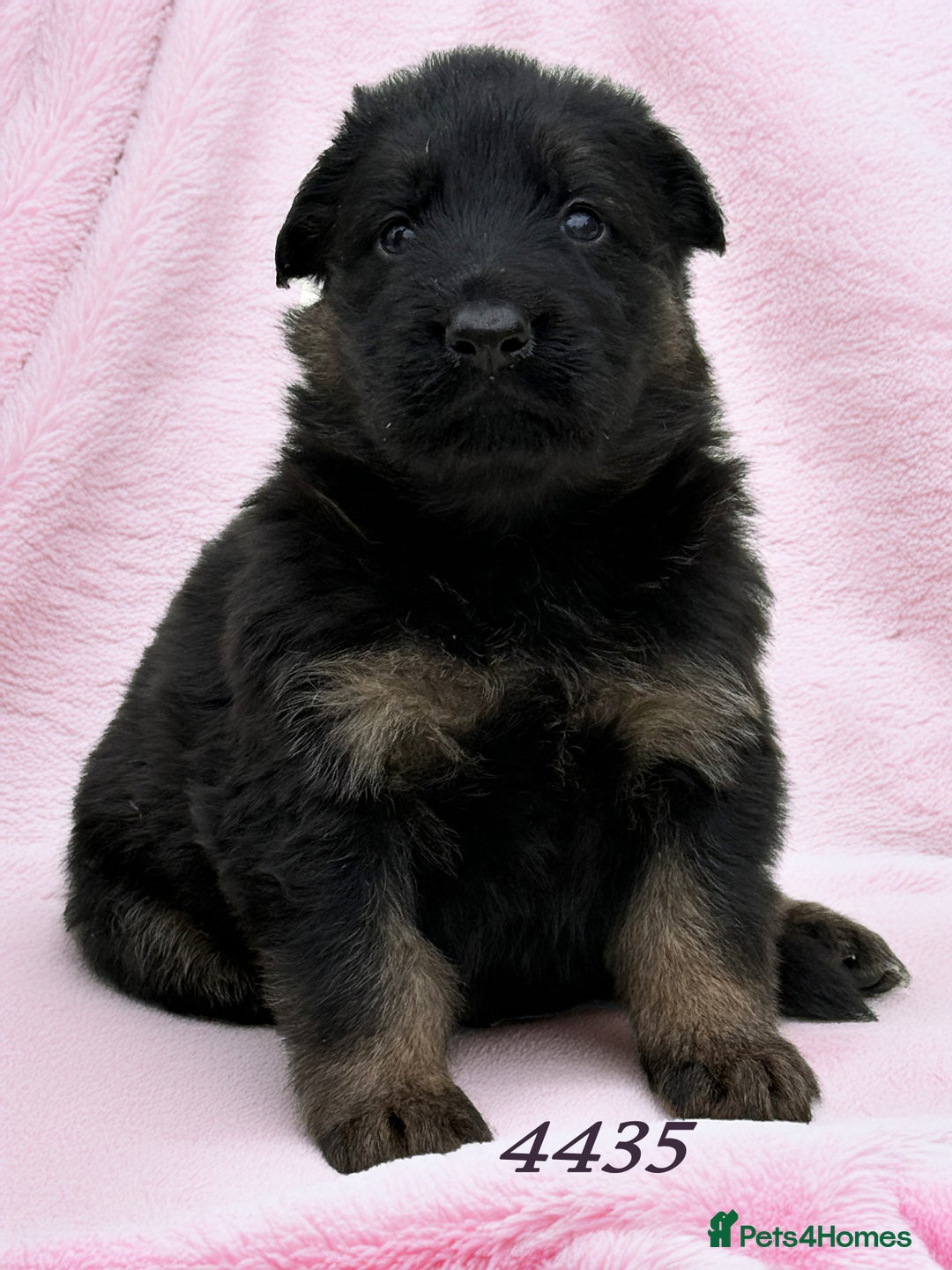 German Shepherd dogs for sale: The Three Degrees  - Image 3