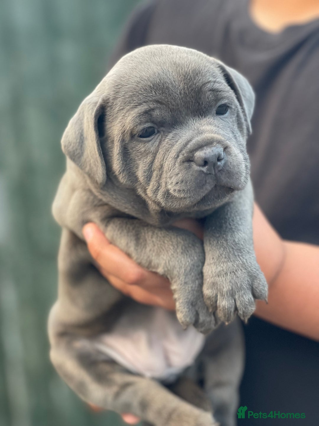 Staffordshire Bull Terrier dogs for sale: Top Quality Blue Staffordshire Bull Terriers  - Image 18