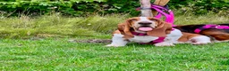 Basset Hound dogs for sale: Two Bassett hound  - Advert 10