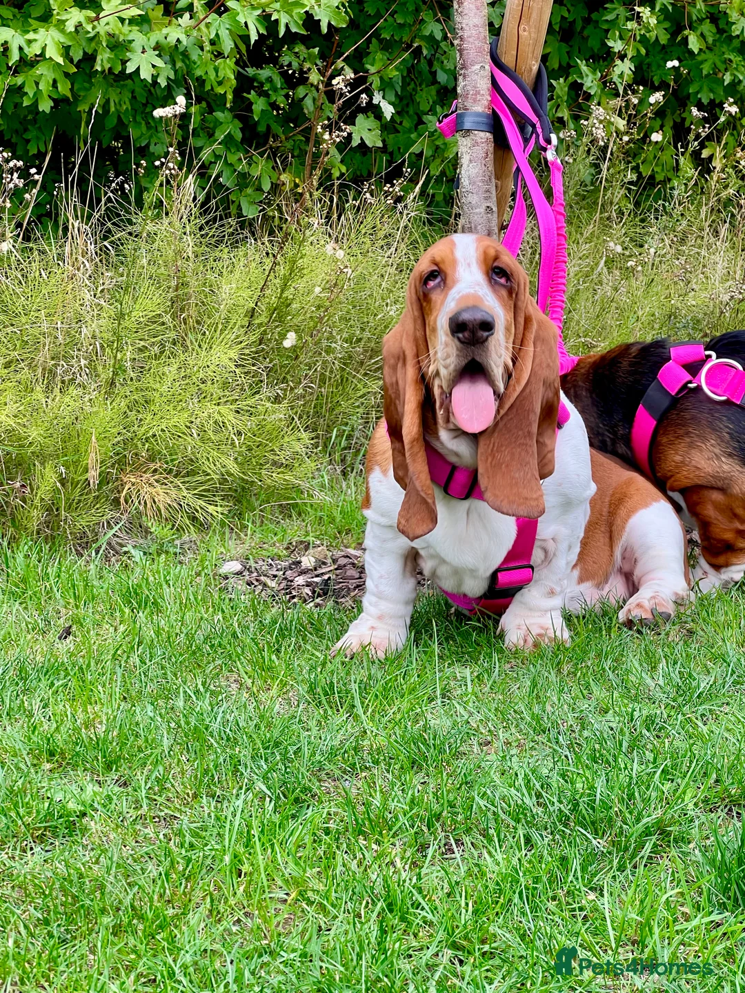 Basset Hound dogs for sale: Two Bassett hound  - Advert 10