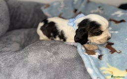 Cocker Spaniel dogs for sale: Beautiful show type cocker spaniel puppies  - Image 13