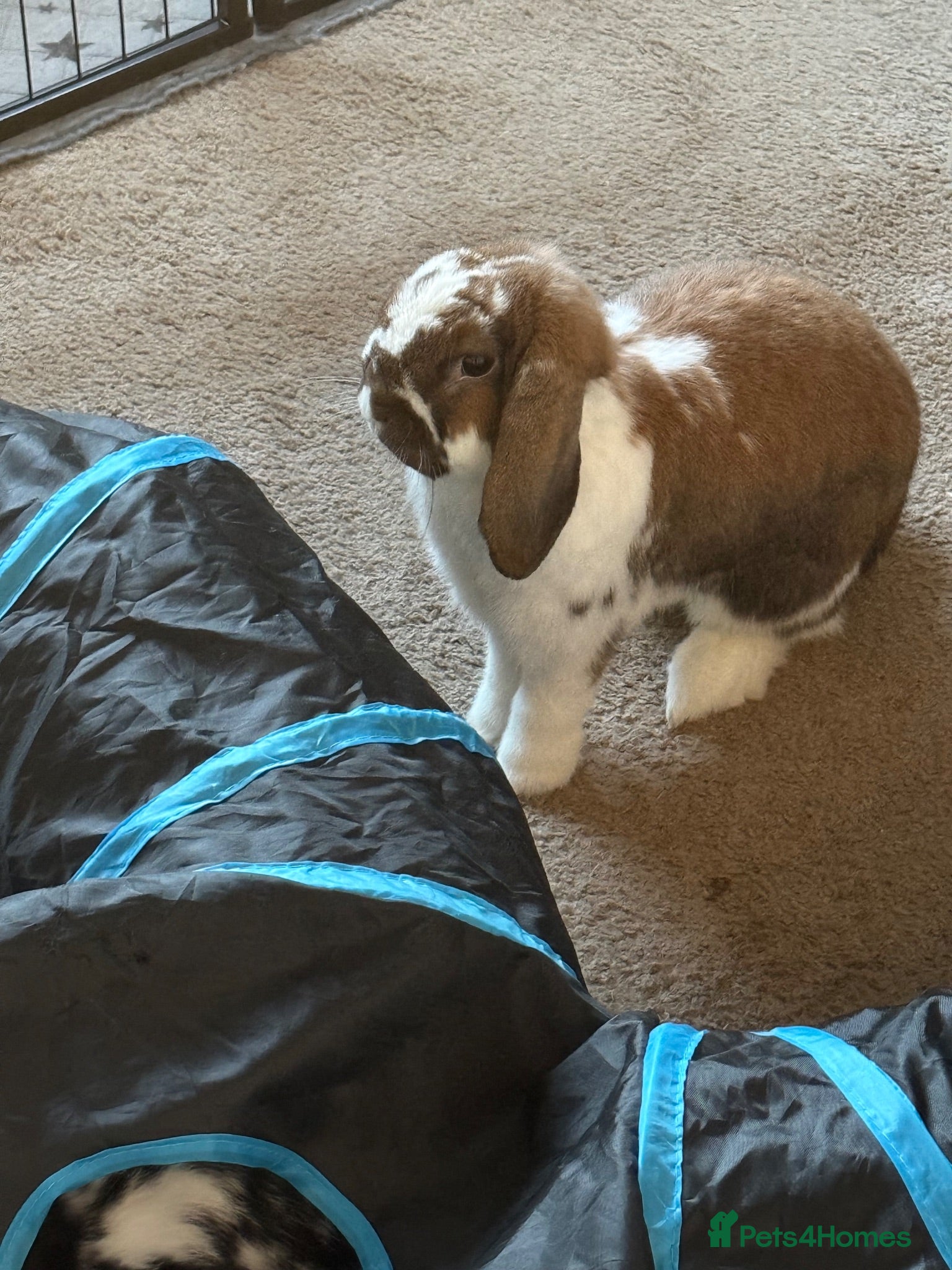 Dwarf Lop rabbits Milo/Juno - Advert 2