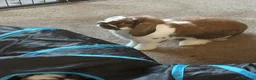 Dwarf Lop rabbits for sale: Milo/Juno - Advert 2