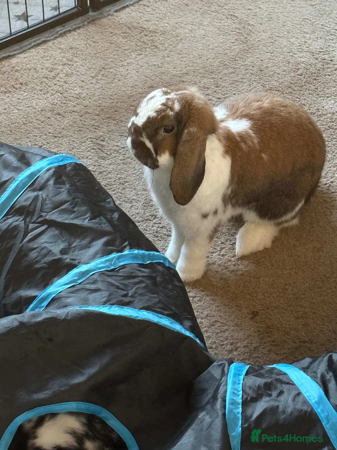 Dwarf Lop rabbits for sale: Milo/Juno - Advert 2