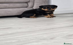 Rottweiler dogs for sale: True Quality Rottweiler Female Puppy  - Image 3
