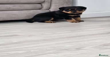 Rottweiler dogs - Advert 9