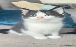 British Shorthair cats for sale: Kittens - Image 3