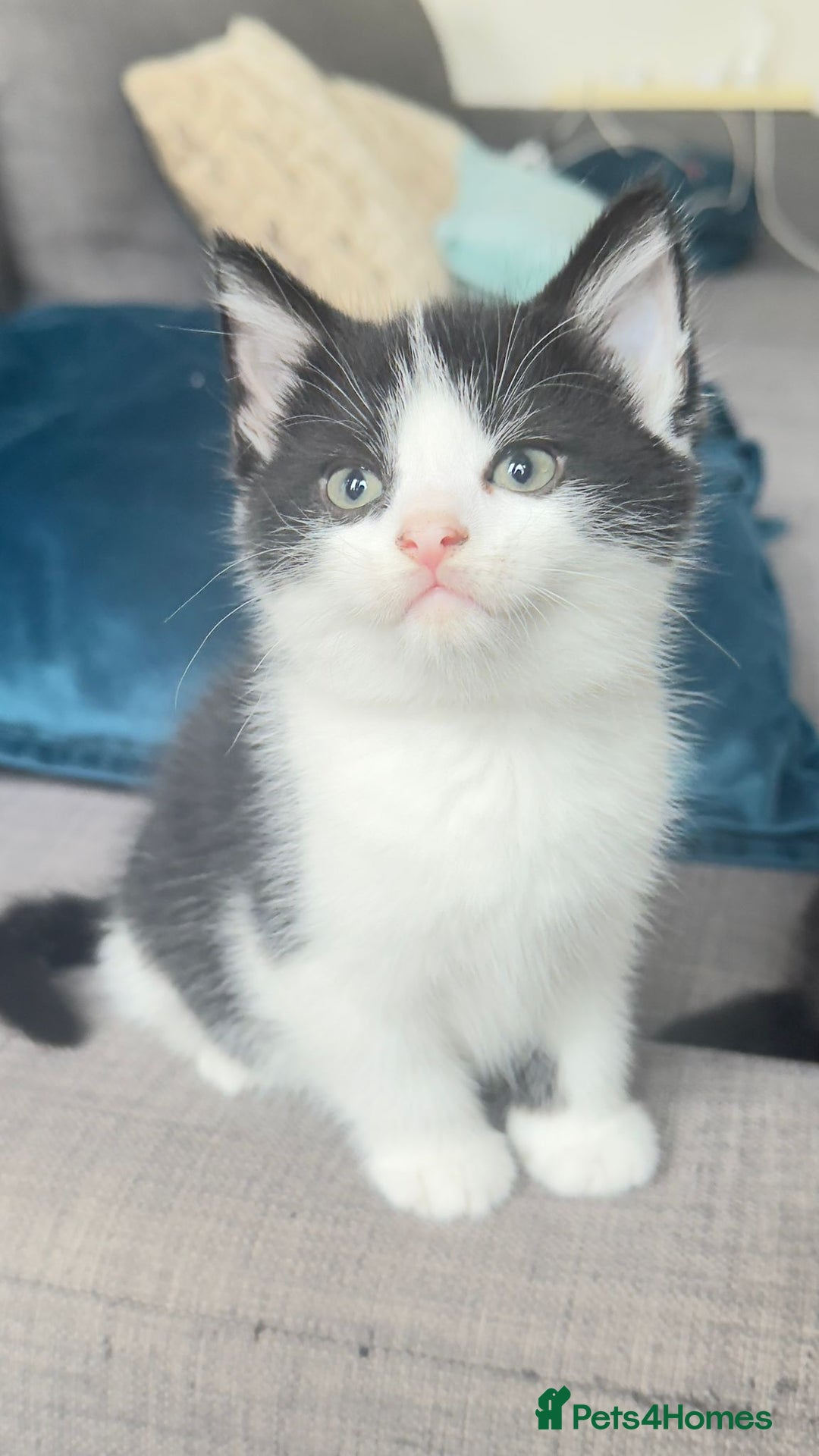 British Shorthair cats for sale: Kittens - Image 3