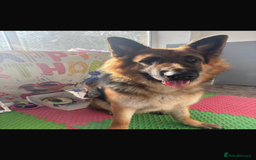 German Shepherd dogs for stud: Bearr - Image 2