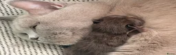 British Shorthair cats for sale: 🐾 GCCF Registered British Shorthair Kittens 🐾 - Advert 8