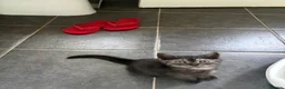 Scottish Fold cats for sale: 🐾4 Beautiful Scottish Fold Kittens🐾 - Advert 18