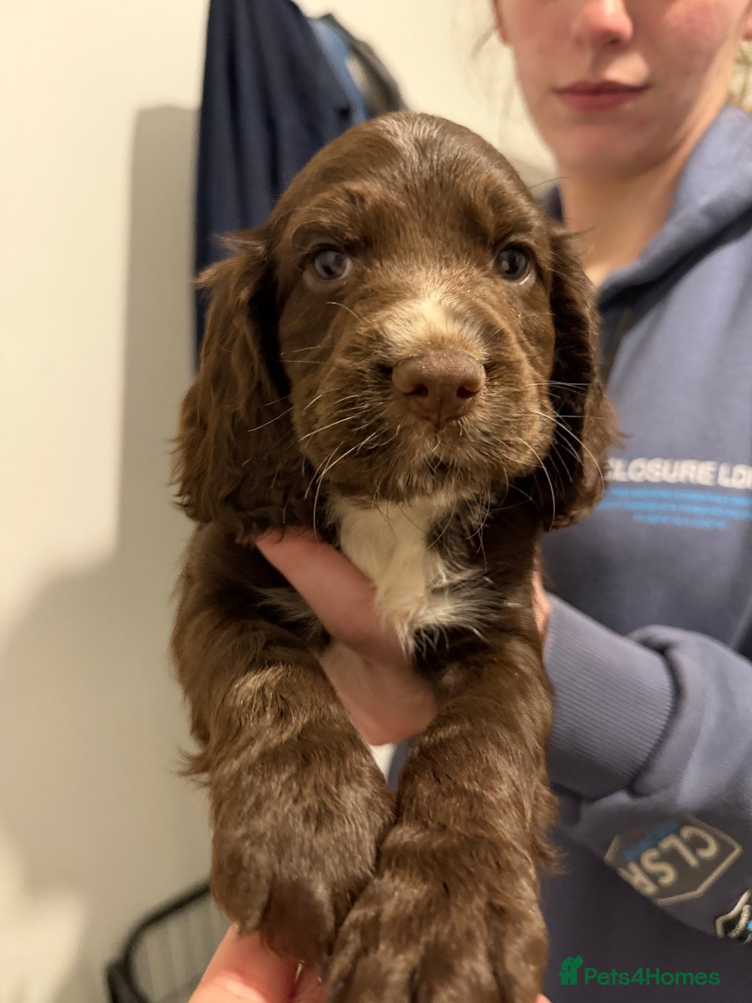 Cocker Spaniel dogs for sale: FEMALE CHOC WORKING COCKER LEFT! - Advert 35