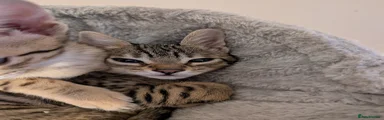 Savannah Kitten 4