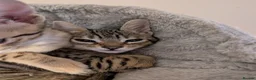 Savannah cats for sale: Stunning, affectionate, TICA f5sbt Savannahs - Advert 3