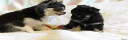 Chihuahua dogs for sale: Beautiful RKC Registered Puppies GIRLS - Advert 4