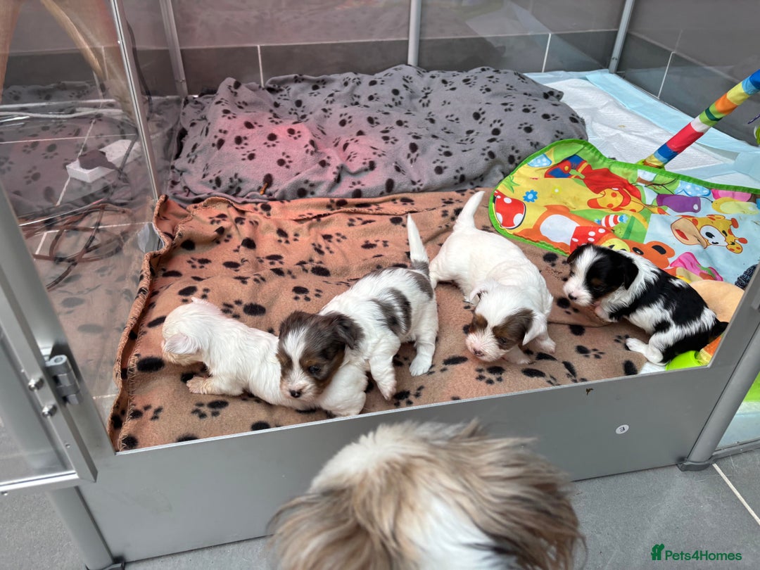 Biewer Terrier dogs for sale: 4 Biewer Terrier Puppies for Sale in Cheshire  - Image 7