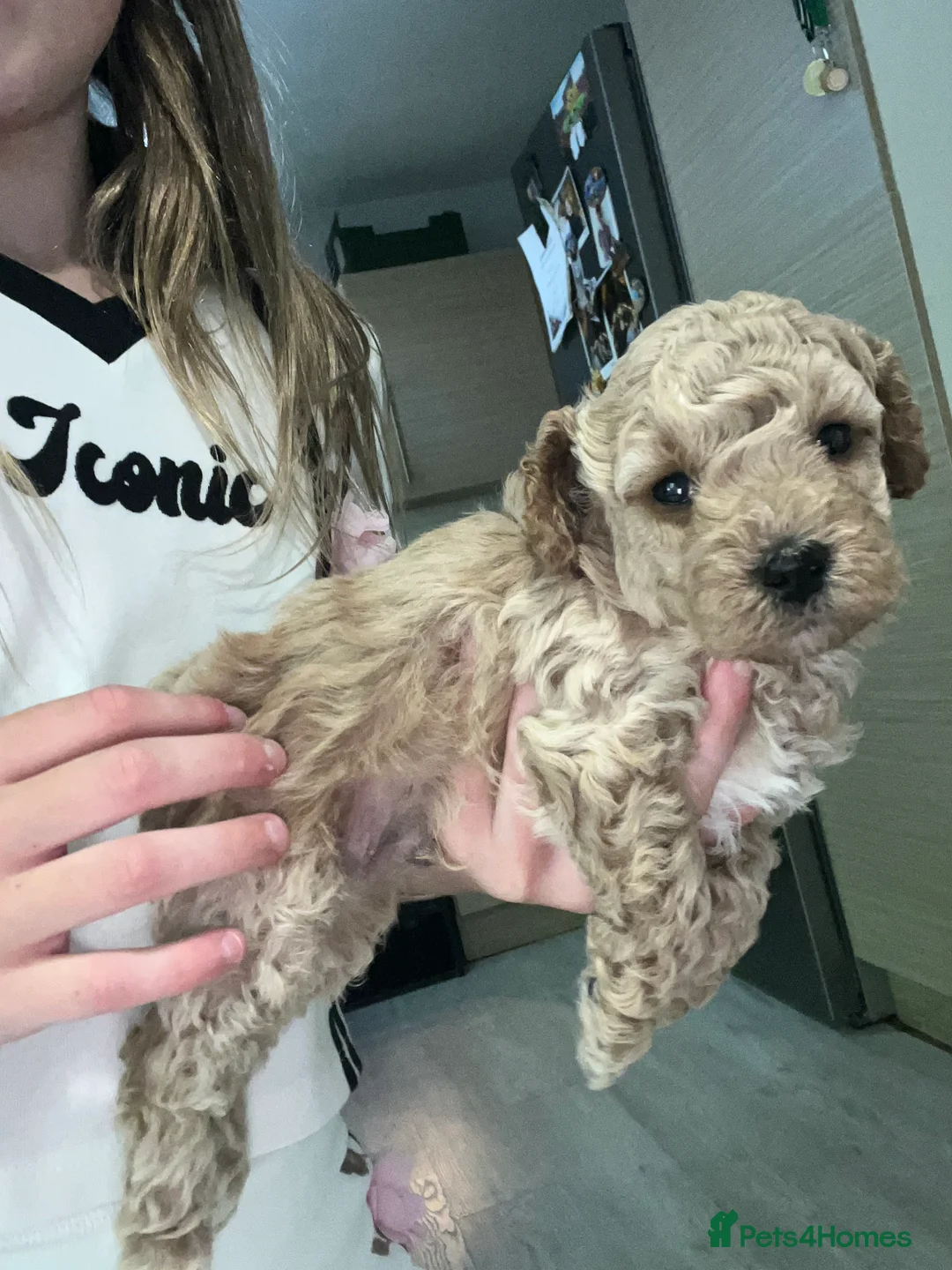 Cockapoo dogs for sale: Reduced £950… ready to leave  - Advert 10