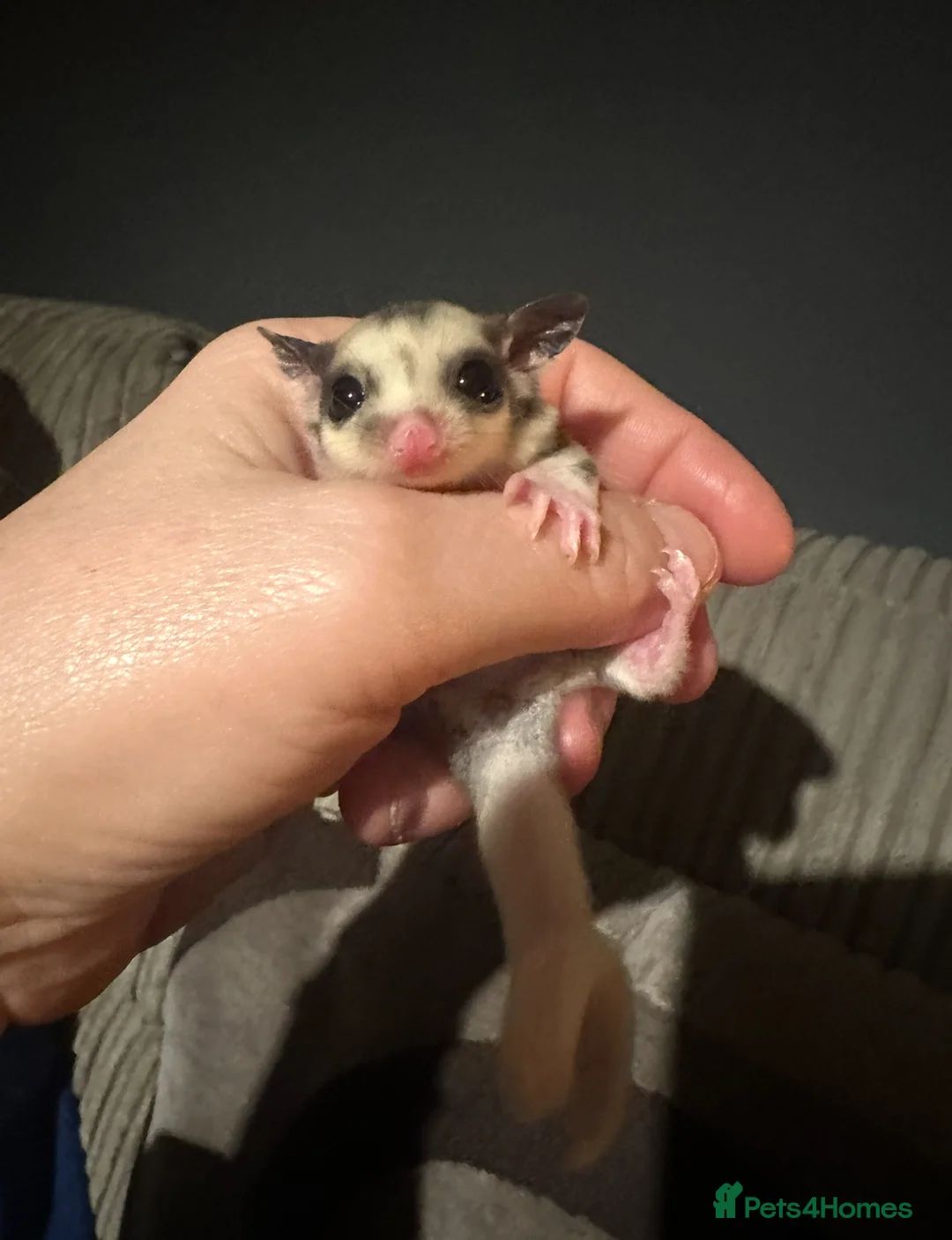 Sugar Glider rodents for sale: Sugar Glider Three Males plus Cage & Accessories - Advert 5