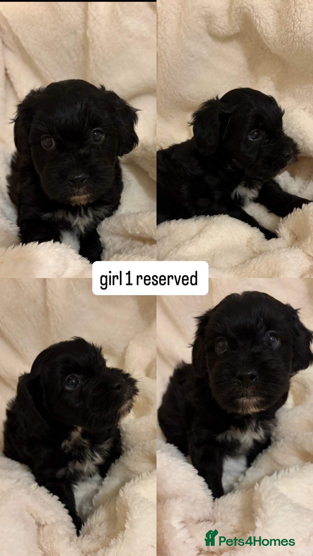 Mixed Breed dogs for sale: beautiful puppies for sale  - Advert 5