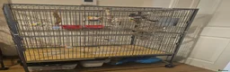 Cockatiels birds for sale: 2 bonded male cockatiels  in Peterborough - Advert 3