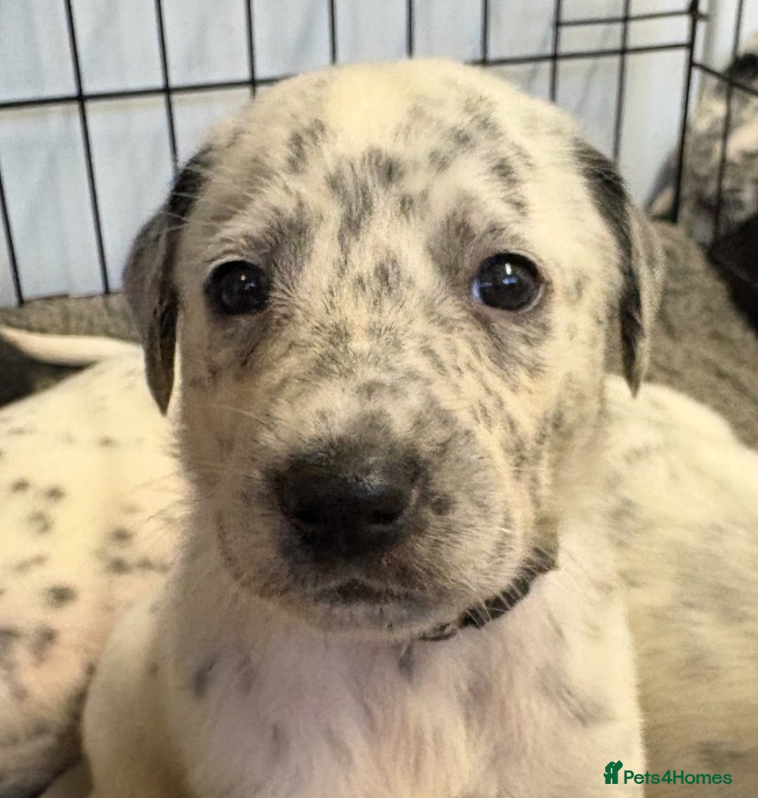 Mixed Breed dogs for sale: Pyrematian puppies - Advert 16