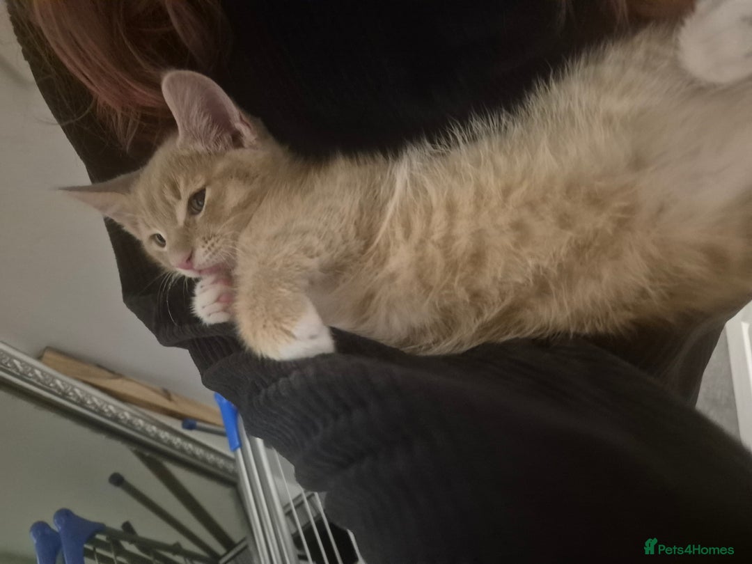Mixed Breed cats for sale: Ginger kitten male left  - Image 10