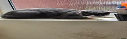 Russian Blue cats for sale: Shadow - Advert 2