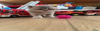 British Shorthair Kitten 4