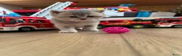 British Shorthair cats for sale: Beautiful BSH kittens GCCF reg - Advert 5