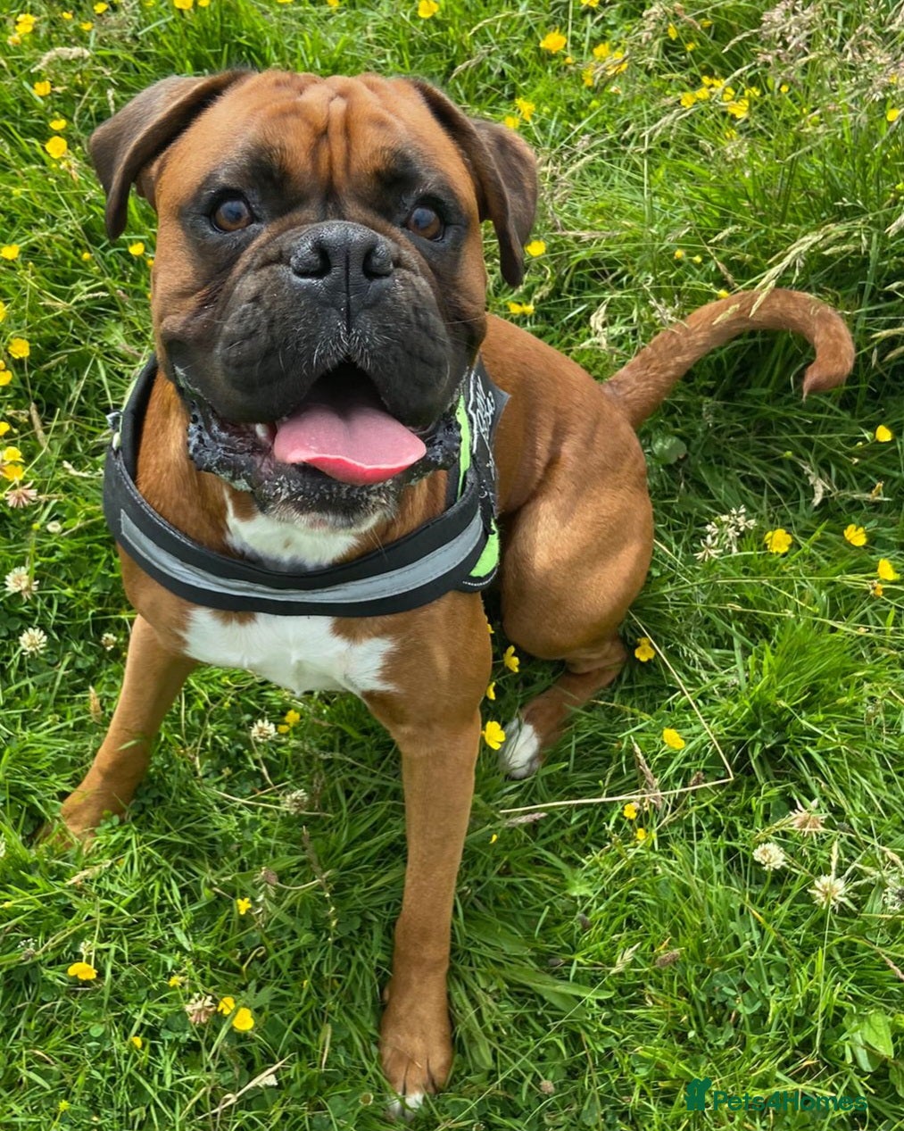 Boxer dogs Boxer dog available for stud  - Advert 1