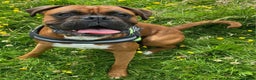 Boxer dogs for stud: Boxer dog available for stud  - Advert 1