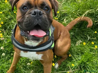 Boxer dogs Boxer dog available for stud - Advert 2