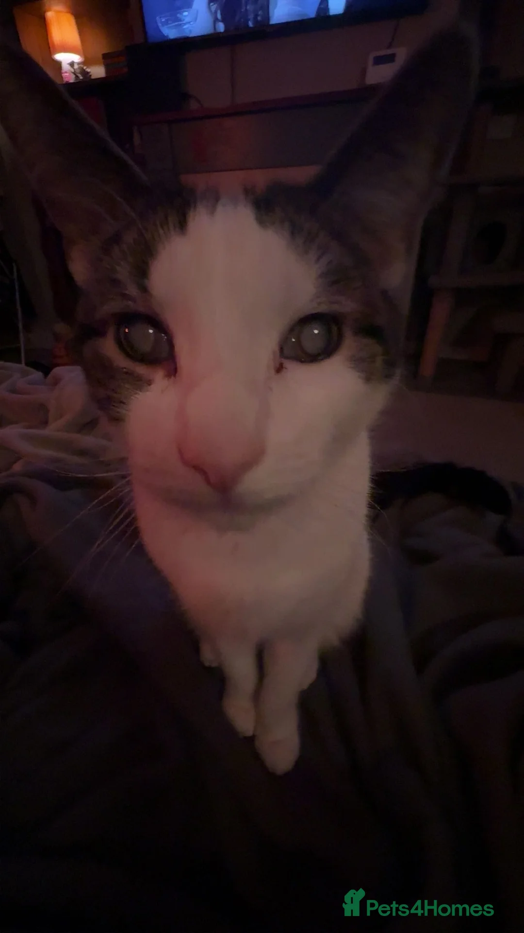 Mixed Breed cats for sale: chappie (free) - Advert 1