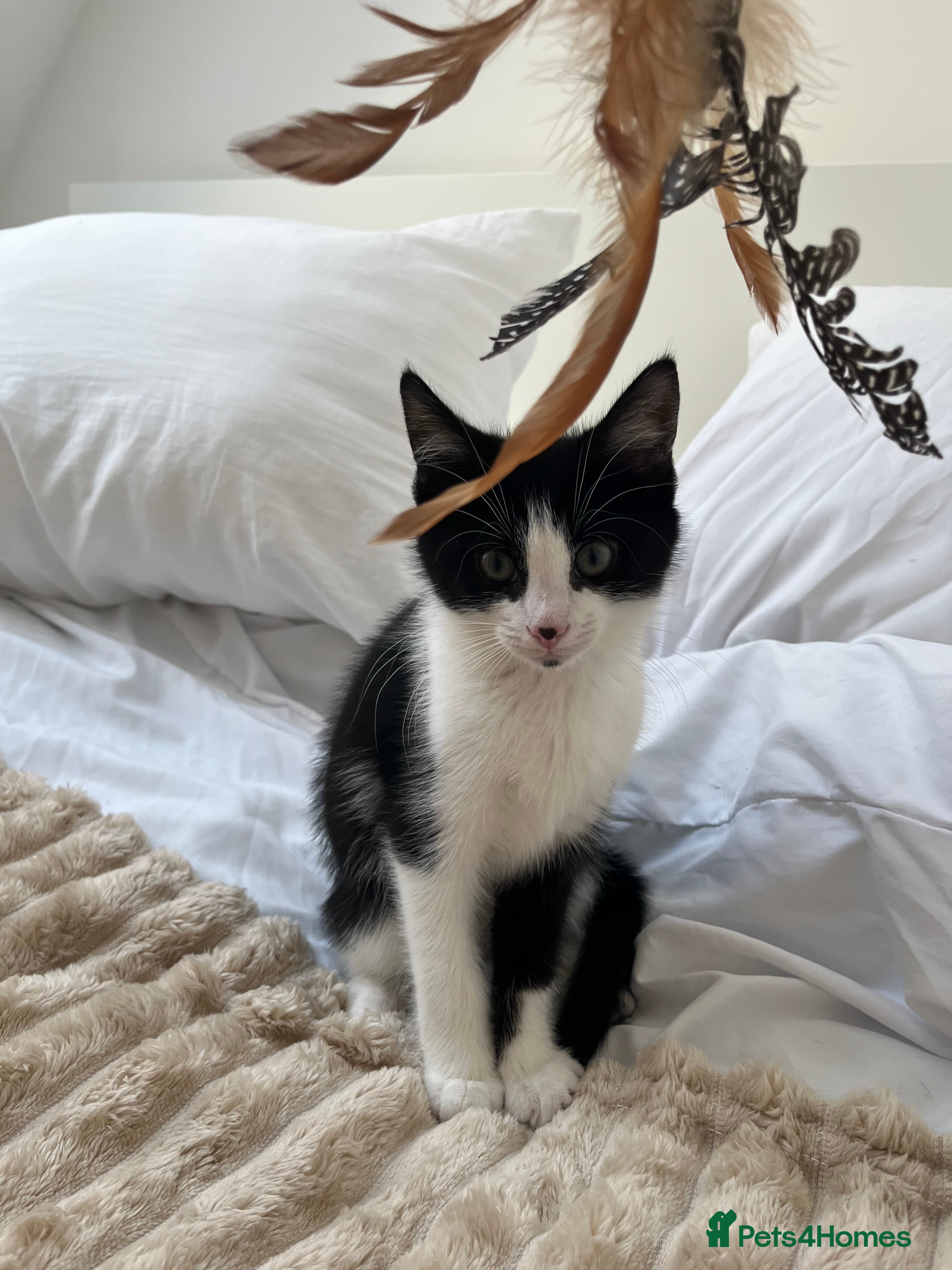 Mixed Breed cats Lovely 12 week old boy kitten  - Advert 6