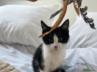 Mixed Breed cats Lovely 12 week old boy kitten - Advert 1