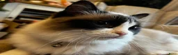Ragdoll cats for sale: Ragdoll male  - Advert 2